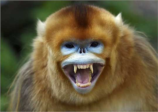 Terrifying Monkey