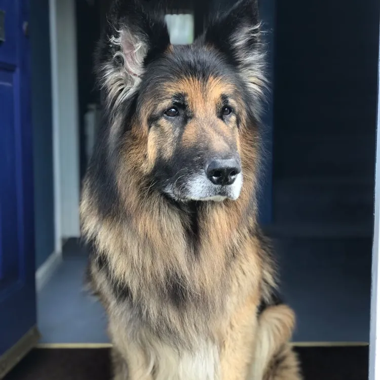 Shephard mix dog